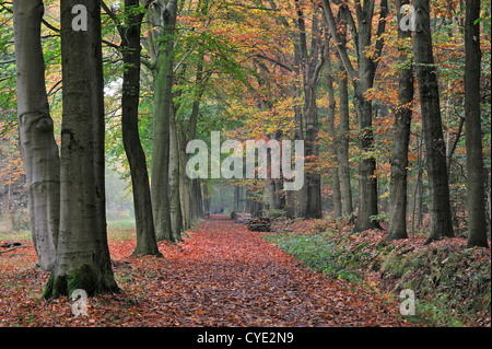 Wanderer zu Fuß durch den bunten Wald Lane mit breitblättrigen Buche Baumkronen zeigt Herbstfarben Stockfoto