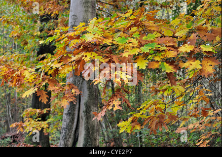 Blätter in Herbstfärbung der Roteiche / Meister Eiche (Quercus Rubra / Quercus Borealis) Stockfoto