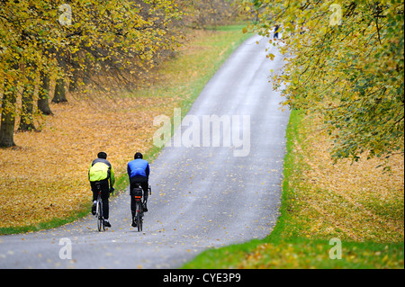 Radfahrer fahren entlang des Kalks Baum-Allee in Clumber Park, Nottinghamshire, England im Herbst. Stockfoto