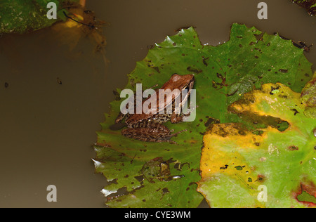 schöne weibliche Dark-seitig Frosch (Rana Nigrovittata) im Teich Stockfoto