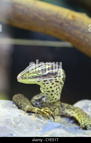 Eidechse auf Felsen Stockfoto