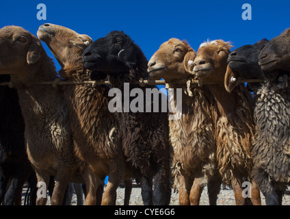 Schafe in der Schlange, Kashgar Tier Markt, Xinjiang Uyghur autonome Region, China Stockfoto