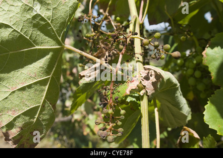 Detail eines Weinbergs in der Region Vinho Verde, Basto, Portugal Stockfoto