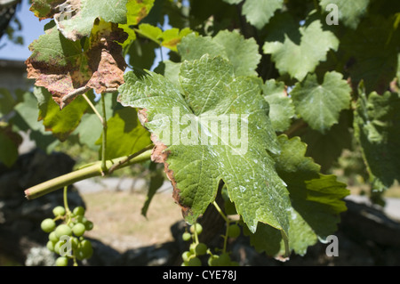 Detail eines Weinbergs in der Region Vinho Verde, Basto, Portugal Stockfoto