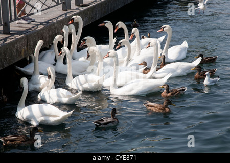 Schwäne und Enten am Genfer See, Schweiz Stockfoto