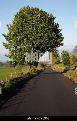 Ein Baum, der im Sommer neben einer verkehrsfreien Landstraße wächst, Schottland, Großbritannien Stockfoto