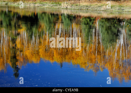 Herbstliche Spiegelungen im Junction Creek, Greater Sudbury, Ontario, Kanada Stockfoto