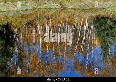 Herbstliche Spiegelungen im Junction Creek, Greater Sudbury, Ontario, Kanada Stockfoto