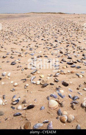 Strand, übersät mit Muscheln in der Gezeitenzone Stockfoto