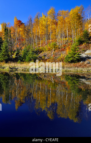 Herbstliche Spiegelungen im Junction Creek, Greater Sudbury, Ontario, Kanada Stockfoto