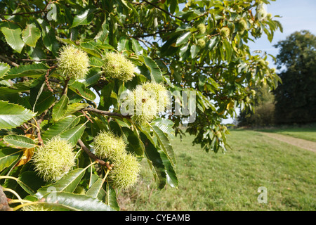 Nahaufnahme von Kastanien wächst auf einem Baum im englischen Landschaft Stockfoto