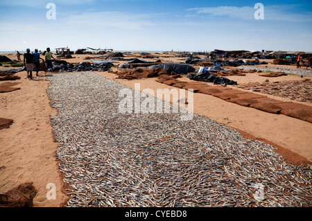 Trocknung auf Matten in Negombo Fisch Markt und Hafen, Negombo, Sri Lanka Stockfoto