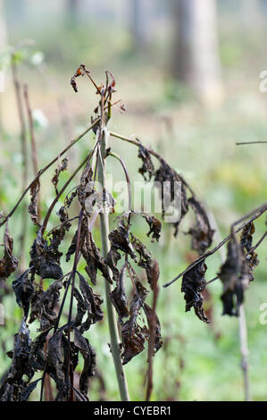 Symptome der Asche Absterben auf junge Esche Niederwald in Wayland Wood, Norfolk Stockfoto