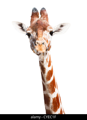 Giraffe Kopf und Hals isoliert auf einem weißen Hintergrund mit Beschneidungspfad Stockfoto