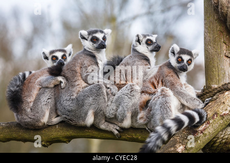 Eine Familie der madagassischen Kattas kuscheln Sie sich in einem Zoo-Gehäuse Stockfoto