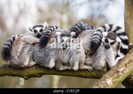 Eine Familie der madagassischen Kattas kuscheln Sie sich in einem Zoo-Gehäuse Stockfoto