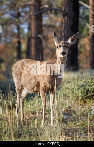 Weiblichen wildes Maultier-Rotwild Odocoileus Hemionus in einem Waldgebiet, Einstellung, Bryce Canyon NP, Utah Stockfoto