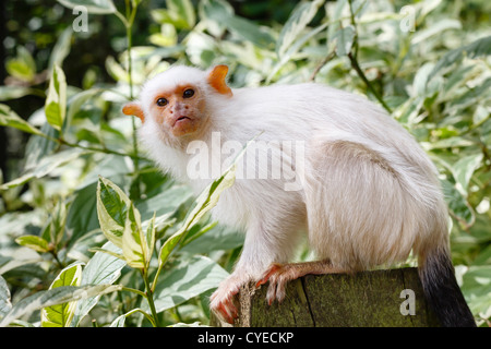 Silbrig Marmoset (Callithrix Argentata) Erwachsene in Gefangenschaft Stockfoto