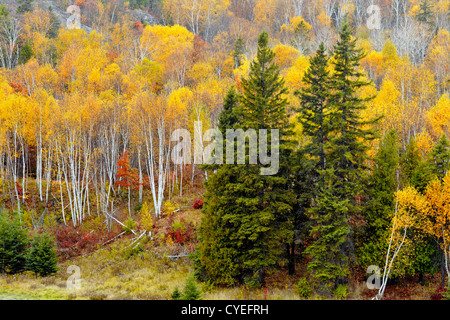 Fichten, Birken und Espe auf Hügel in Junction Creek Valley im Herbst, Greater Sudbury, Ontario, Kanada Stockfoto