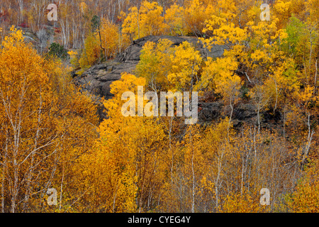 Birken und Espen auf einem Hügel im späten Herbst, mit Blick auf Junction Creek, Greater Sudbury, Ontario, Kanada Stockfoto