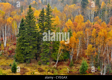 Birken, Fichten und Espen auf einem Hügel im Spätherbst, Greater Sudbury, Ontario, Kanada Stockfoto