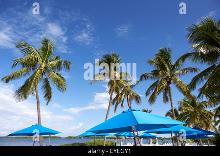 Sonnenschirme am Privatstrand, umgeben von Palmen Bäume Islamorada Florida Keys usa Stockfoto