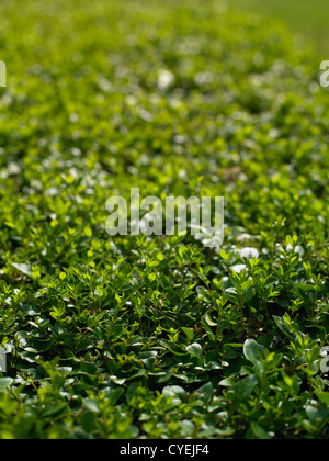 Hedge-Hintergrund Stockfoto