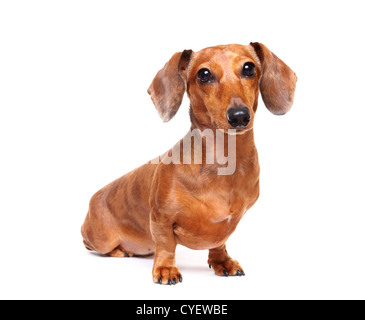Melody Jane Puppenhaus Dackel – 3 Braune Hundefiguren Im Maßstab 1:12, Aus Kunstharz