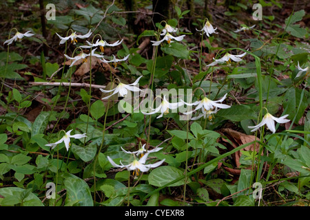 Riesige weiße Fawn Lilly (Erythronium Oregonum) im Wald entlang Nanaimo River, Nanaimo, Vancouver Island, BC, Kanada im Mai Stockfoto