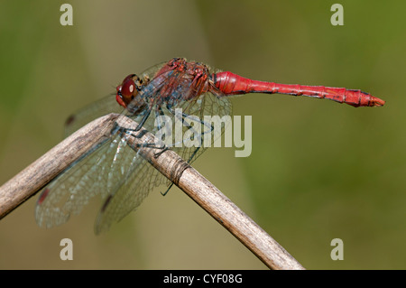 Von Ruddy Darter (Sympetrum Sanguineum), männliche Skimmer Familie (Libellulidae), Schweiz Stockfoto