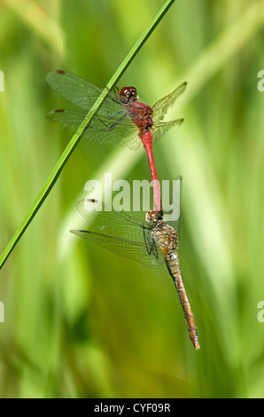 Paarung Ruddy Darter (Sympetrum Sanguineum) Libellen Stockfoto