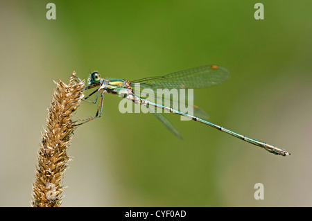 Willow Emerald Damselfly (Lestes Viridis), Lestidae Familie, Schweiz Stockfoto