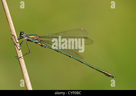 Willow Emerald Damselfly (Lestes Viridis), Lestidae Familie, Schweiz Stockfoto