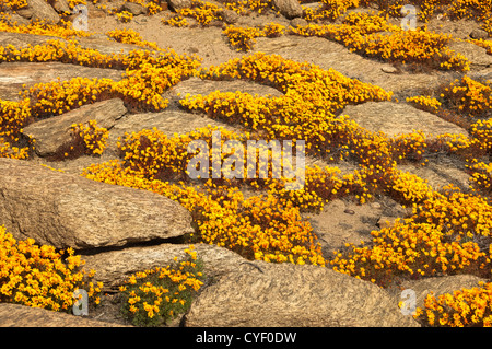 Frühling Blumen Anzeige von Ursinia Cakilefolia in Maultieren, Namaqualand, Südafrika Stockfoto