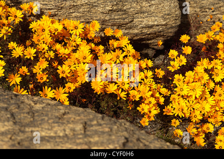 Frühling Blumen Anzeige von Ursinia Cakilefolia in Maultieren, Namaqualand, Südafrika Stockfoto