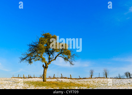 eine isolierte Baum auf einer schneebedeckten Wiese Stockfoto