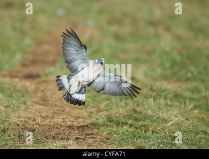 Woodpigeon im Flug Stockfoto