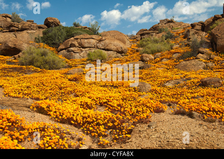 Frühling Blumen Anzeige von Ursinia Cakilefolia in Maultieren, Namaqualand, Südafrika Stockfoto