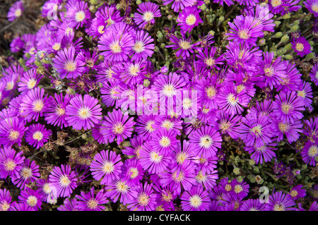 Kissen von Rosae Ice Plant, Drosanthemum Hispidum, Namaqualand, Südafrika Stockfoto