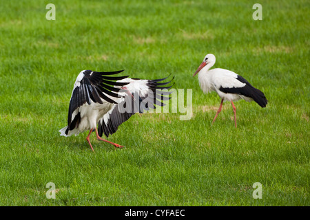 Den Niederlanden,'s-Graveland, gemeinsame Störche. Stockfoto