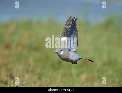 Woodpigeon im Flug Stockfoto