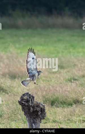 Den Niederlanden's-Graveland, Mäusebussard (Buteo Buteo). Stockfoto