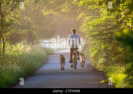 Der Niederlanden,'s-Graveland, Frau auf dem Fahrrad und mit Hunden im Bereich Landgut namens Spanderswoud. Stockfoto