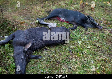 Wildschwein und Elche unterwegs getroffen Stockfoto