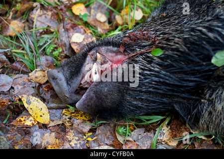 Wildschwein und Elche unterwegs getroffen Stockfoto