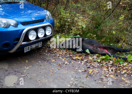 Wildschwein und Elche unterwegs getroffen Stockfoto