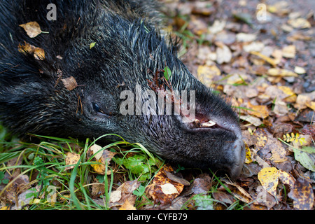 Wildschwein und Elche unterwegs getroffen Stockfoto