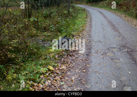 Wildschwein und Elche unterwegs getroffen Stockfoto