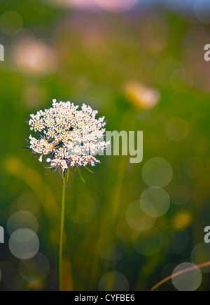 Queen Anne es Lace, eine wilde Blume der Karotte-Familie wächst in ein offenes Feld. Stockfoto