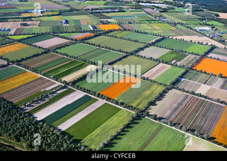 Den Niederlanden, Grubbenvorst. Gartenbau. Die orangefarbenen Felder blühen afrikanische Ringelblume (Tagetes). Luft. Stockfoto